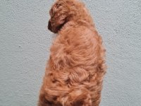 Toy Poodle bebekler Sun Kennels Üretim Çiftliği