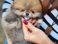 Pomeranian Ayıcık Yüz Minyatür Boyut