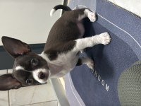 Şehir değişikliği nedeniyle köpeğimi vermek zorundayım