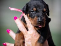 Asıl Doberman Yavrular