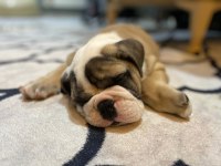 TOMBİK ENGLİSH BULLDOG YAVRUMUZ
