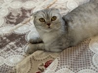 Akıllı Kızımız Çok Tatlı Sevecen Kedimiz