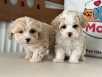 Tea cup kore maltipoo yavrular ziyarete açık