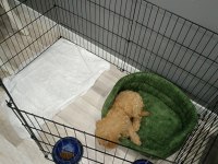 3 aylık toy poodle