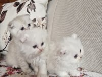 British longhair scottish straight