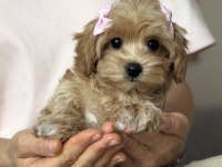 GÜZELLER GÜZELİ MALTİPOO YAVRULARIMIZ