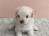 Maltipoo bebekler teslime Hazır