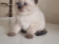 Mavi gözlü scottish fold yavrular