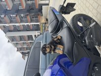 Rottweiler chivas yeni yuvasını arıyor