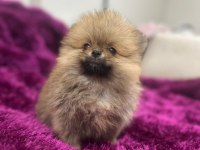 Show kalite şecereli anne baba pomeranian