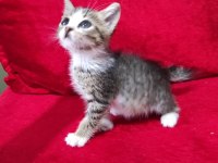 TATLI BİR YAVRU KEDİ