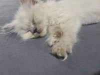 Blue Point British Longhair