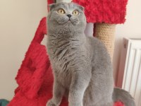 Ücretsiz Scottish Fold Dişi