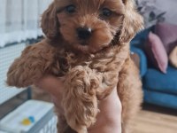 Maltipoo yavrularımız