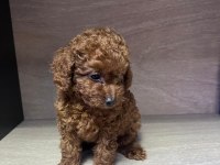 Kore 56 Günlük Toy Poodle Dişi ve Erkek Yuva Arıyor