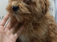 Yavru Maltipoo Yavrumuz