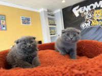 Top Kafa Scottish Fold Yavrularımız Güncel Ankara
