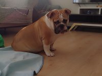 Seçkin Kan Hattına Sahip İngiliz Bulldoglar