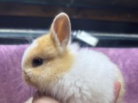 CÜCE NETHERLAND DWARF TAVŞAN YAVRULARIMIZ