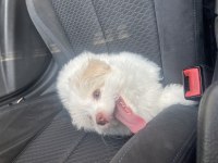 POODLE MALTİPOO 2.5 AYLIK