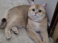 Güzel 1 kedidir BSH NY11 Golden