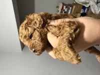 Şirin Ev Poodle Köpekleri