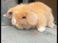 HOLLANDA LOP TAVŞANLARIMIZ