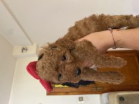 Birbirinden Sevimli 4 Küçük Poodle Yaramaz