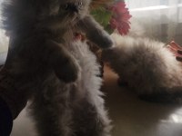 Himalayan Persian Tatlı Yavrumuz