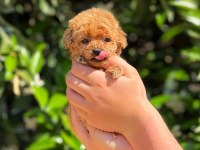 Toy poodle saf kan