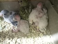 5 ile 6 Yavrulu bakıcı muhabbet kuşu çiftler
