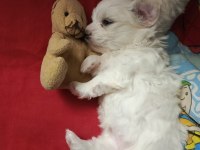 Maltese Terrier İki Aylıklar