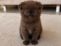 Özel Renk Çikolata Scottish Fold