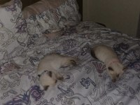 2 aylık anne baba şecereli british blue point kardeşler