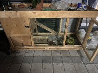 5 Aylık Hollanda Lop tavşanı