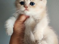 Safkan British Shorthair Erkek
