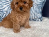 ORJİNAL MALTİPOO YAVRUM IRK VE SAĞLIK GARANTİLİ