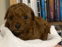 Toy poodle bebekler