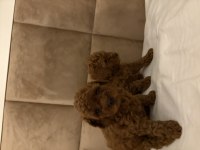 0 numara poodle dişi yavrum son kaldı anne 3 baba 2 kg
