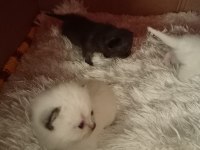 YENİ YAVRU İRAN KEDİSİ BEBEKLER