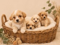 Sevgi Dolu Maltipoo Yavrular