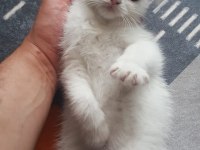 3 aylık dişi scottish fold