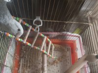 Sevda Papağanı 5 Aylık