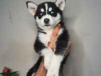 Safkan husky yavrularım