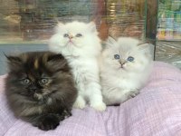 SCOTTİSH VE BRİTİSH YAVRULAR YENİ YUVASINI ARIYOR