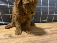 Uygun puan poodle yavrularımız