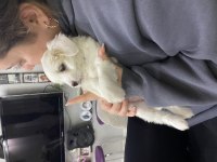 Maltipoo 4aylık yavru