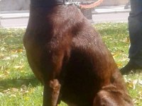 A kalite doberman yavru çok mükemmel koruyucu