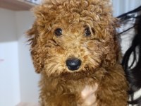 3 Aylık Dişi Poodle
