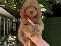 Toy Poodle Erkek Kg Garantili